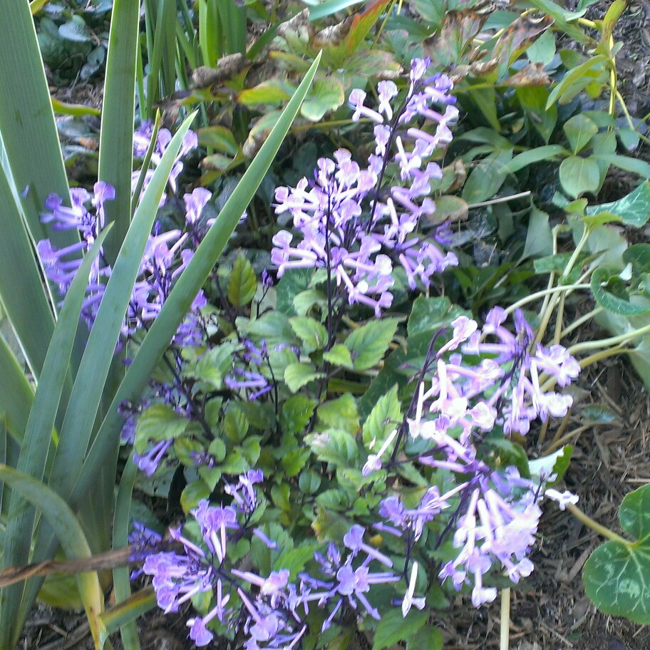 Plant image Plectranthus 'Mona Lavender'