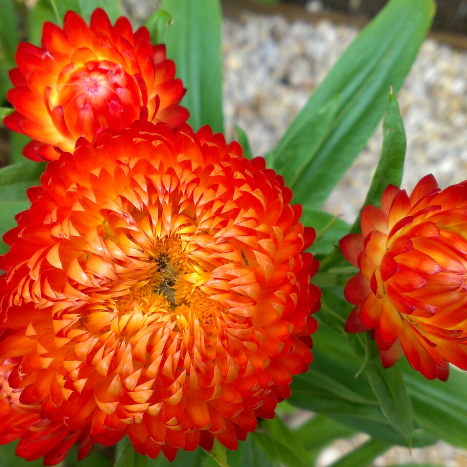 Xerochrysum bracteatum  syn. Helichrysum bracteatum, Bracteantha bracteata