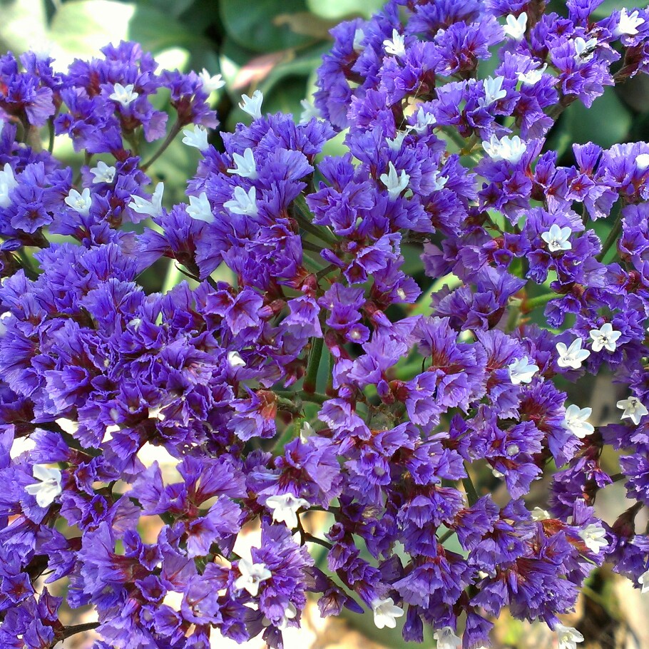 Limonium sinuatum 'Blue Sky'