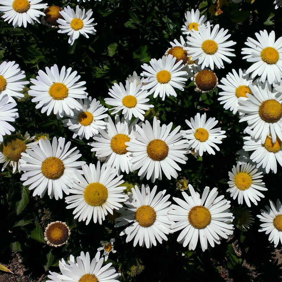 Leucanthemum x superbum 'Phyllis Smith'