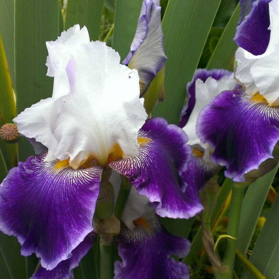 plant image 33056