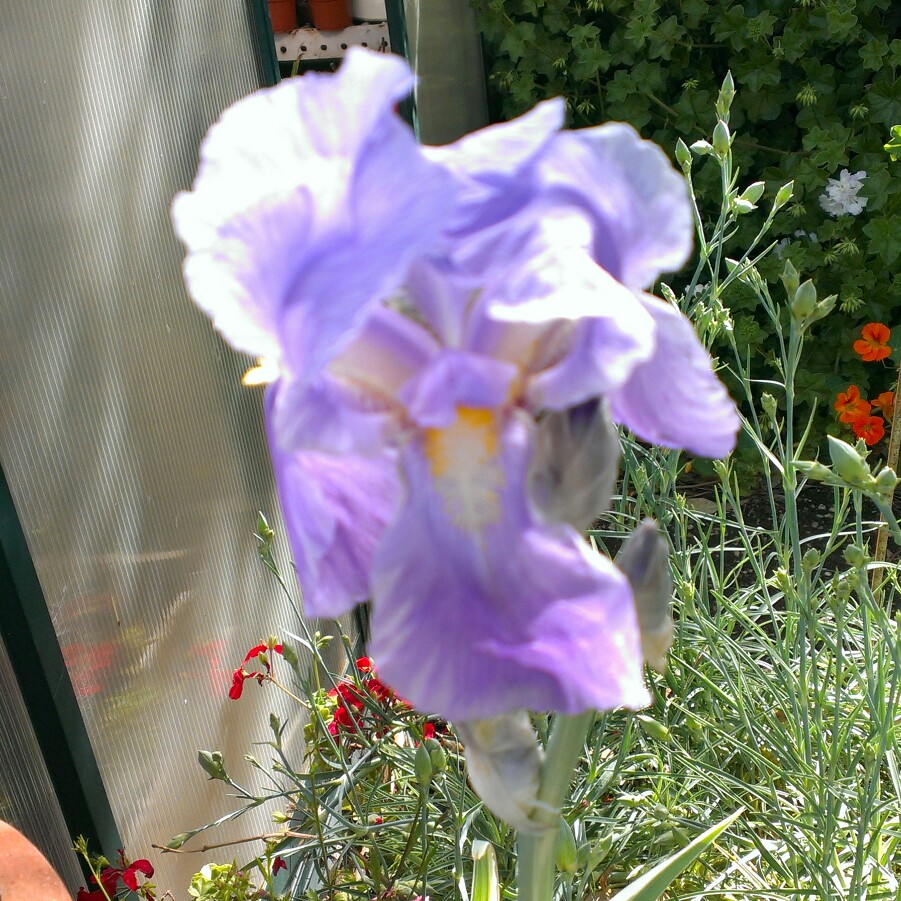 plant image 33068