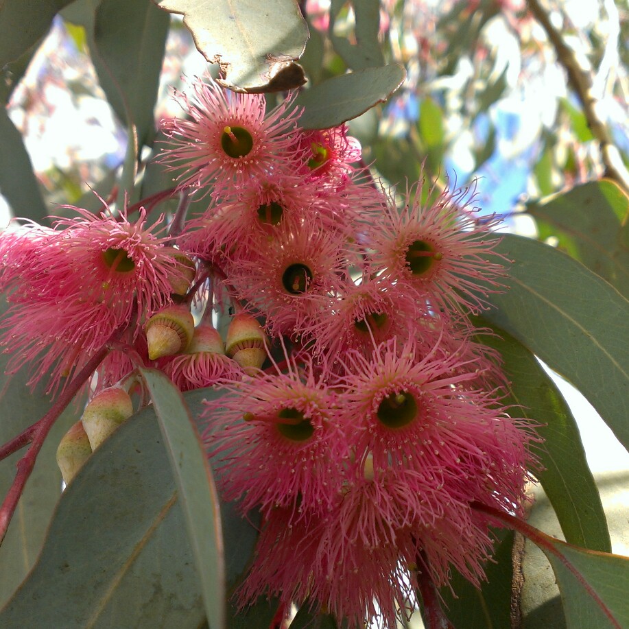 Plant image Eucalyptus leucoxylon subsp. megalocarpa 'Rosea'