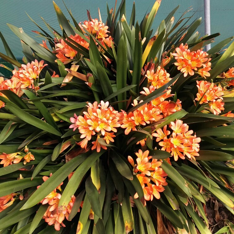 Clivia miniata