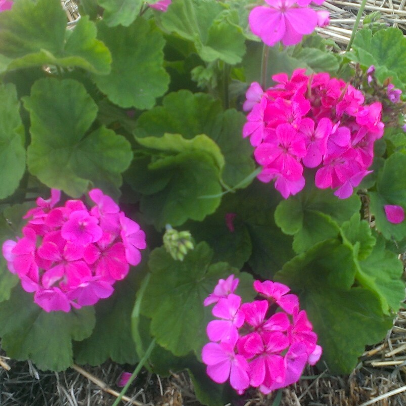 Pelargonium