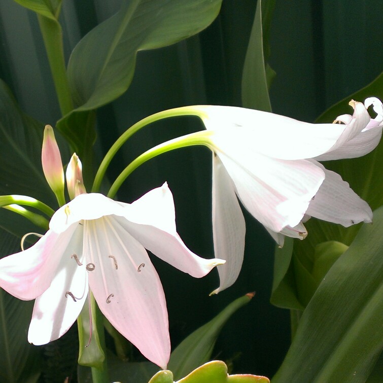 Crinum x powellii