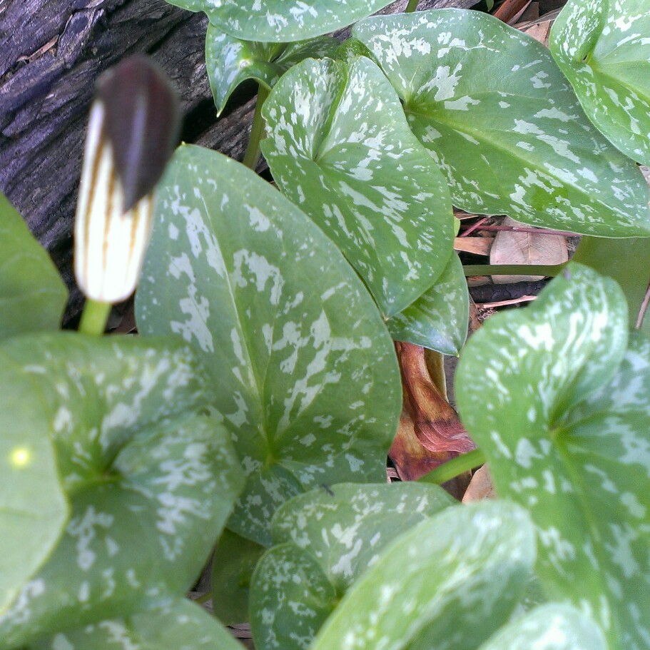 Arisaema candidissimum