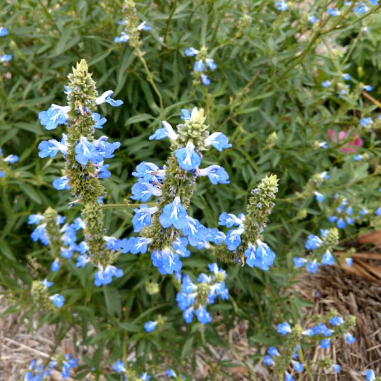 Plant image Salvia uliginosa