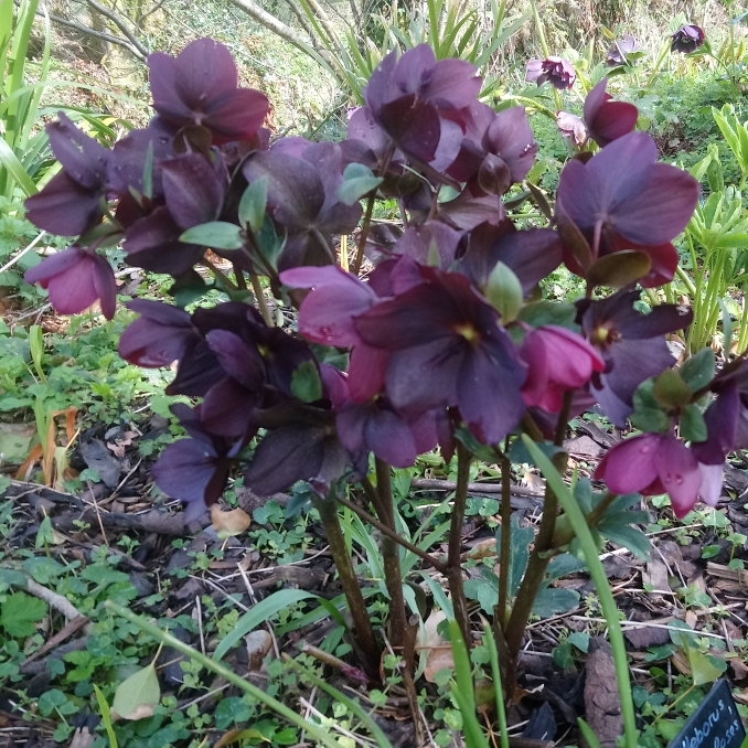 Plant image Helleborus 'Coseh 4100' (HGC Ice 'N' Roses Series) syn. Helleborus 'HGC Ice 'N' Roses Red'