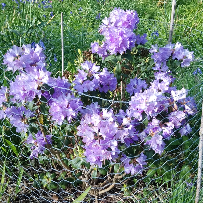 Plant image Rhododendron 'Blue Tit'