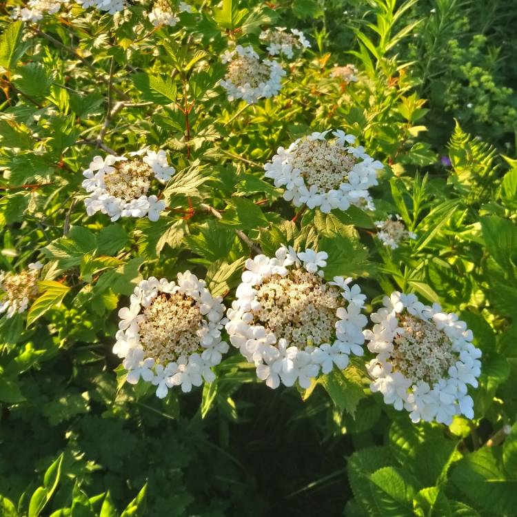 Plant image Viburnum opulus