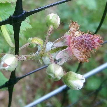 Plant image Rubus fruticosus x ideaus