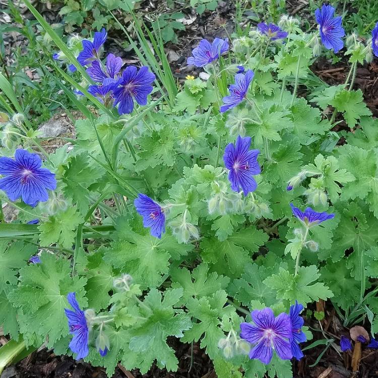 Plant image Geranium x magnificum syn. Geranium magnificum