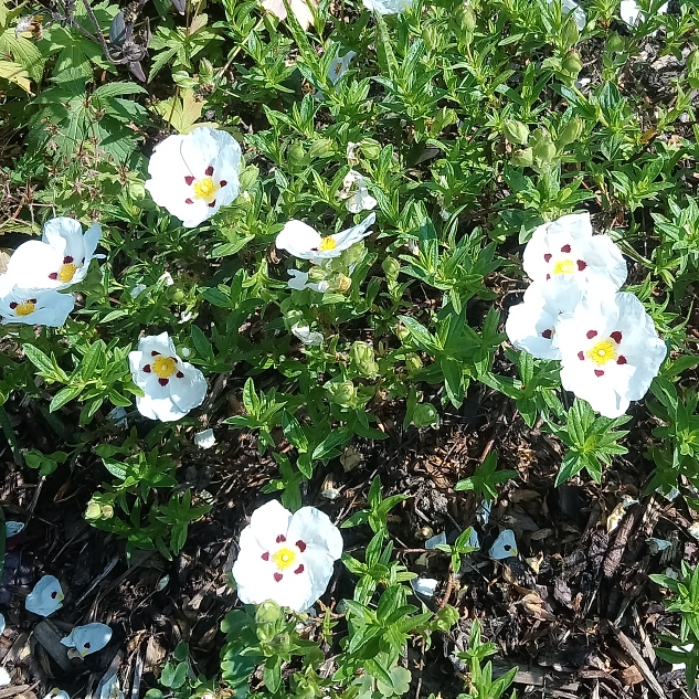 Plant image Cistus x dansereaui 'Decumbens' syn. Cistus x lusitanicus 'Decumbens'