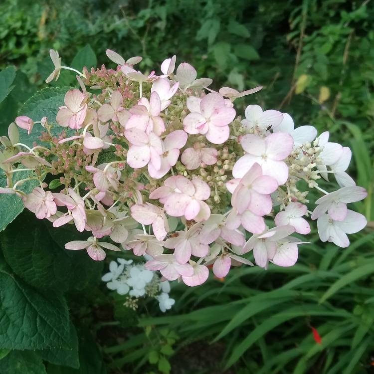 Plant image Hydrangea paniculata