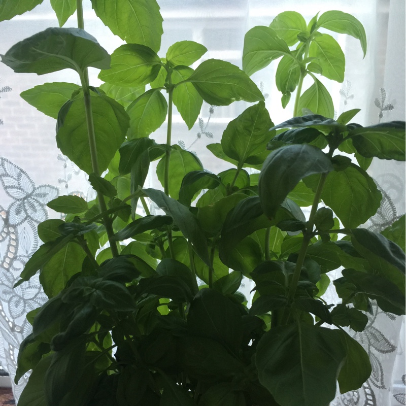 Basil 'Cinnamon'