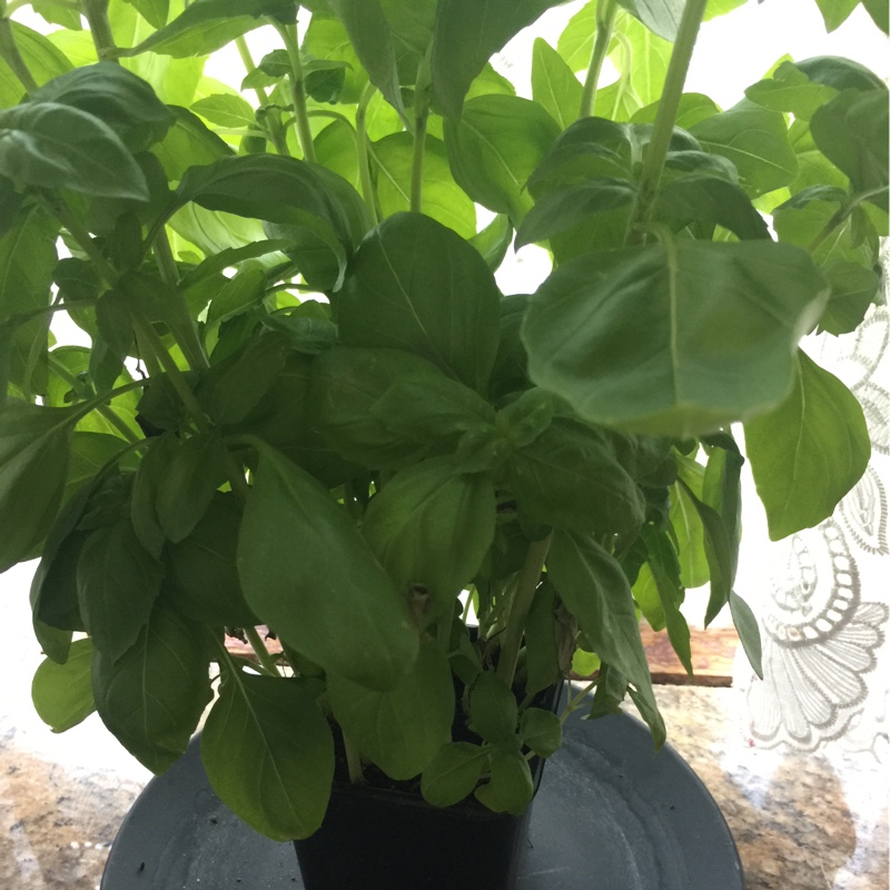 Basil 'Cinnamon'