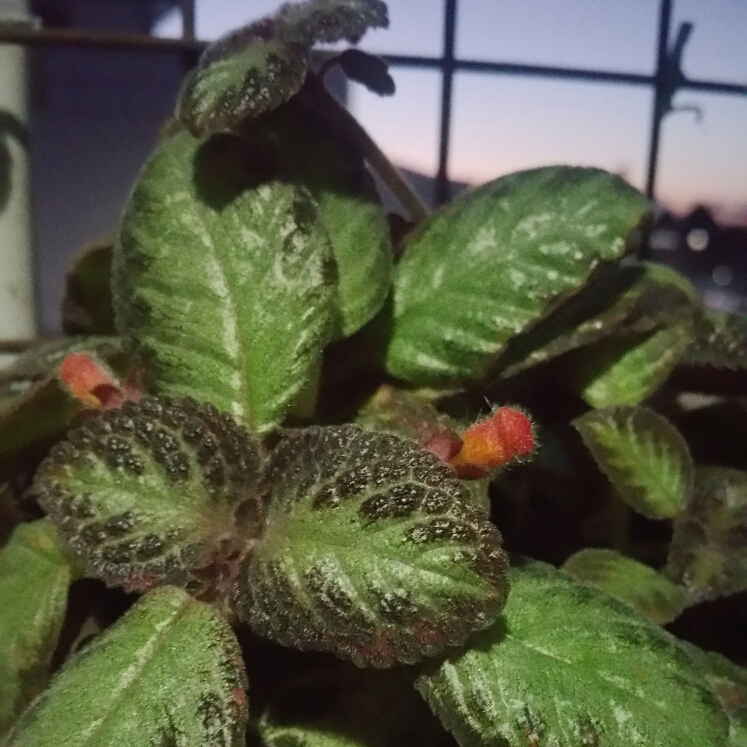 Plant image Episcia Cupreata