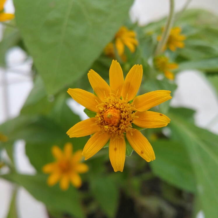 Plant image Melampodium divaricatum