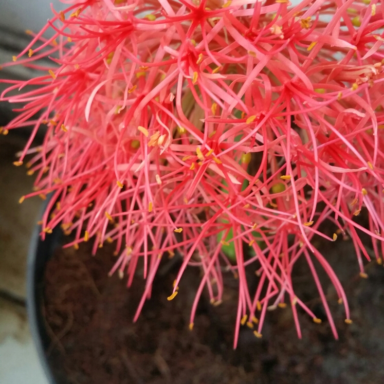 Plant image Scadoxus multiflorus subsp. katherinae