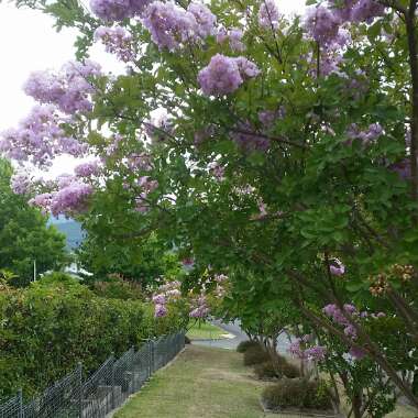 Crepe Myrtle