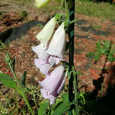 Digitalis x mertonensis