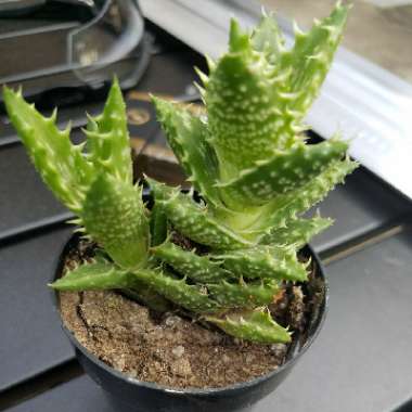 Tiger Tooth Aloe