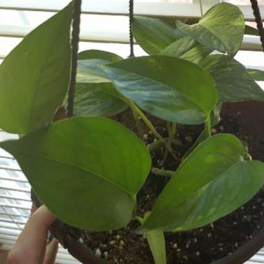 Epipremnum aureum (Devil's Ivy)