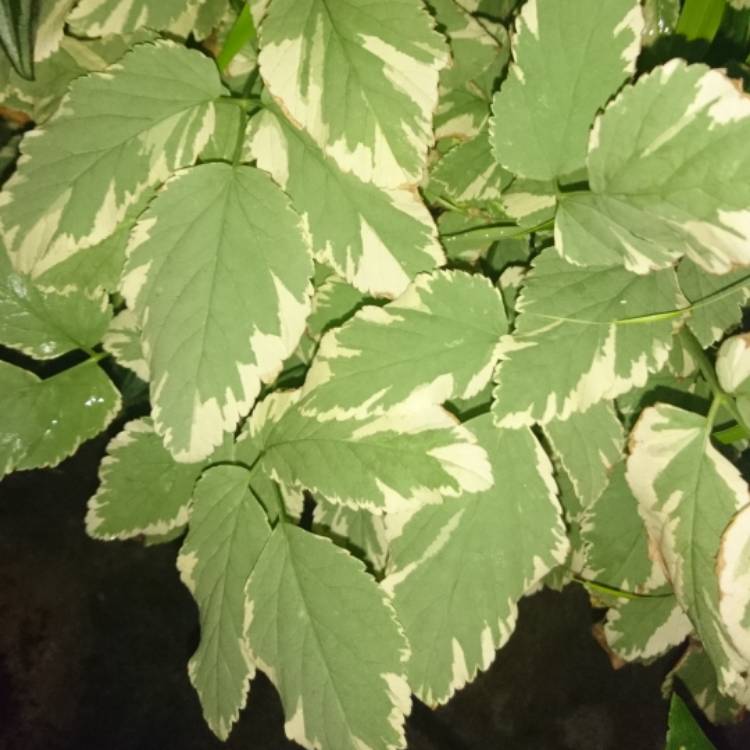 Plant image Aegopodium podagraria 'variegata'