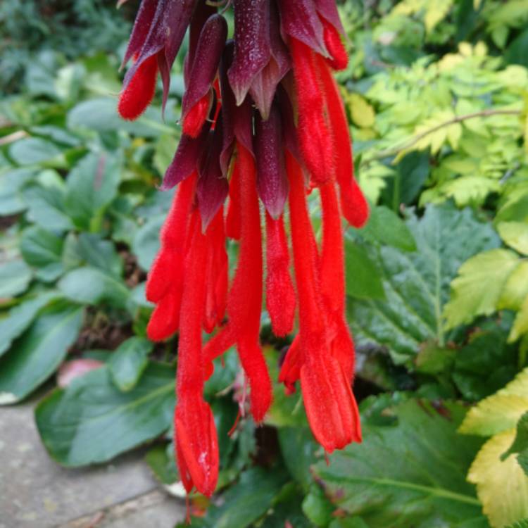 Plant image Salvia 'Dombeyi'