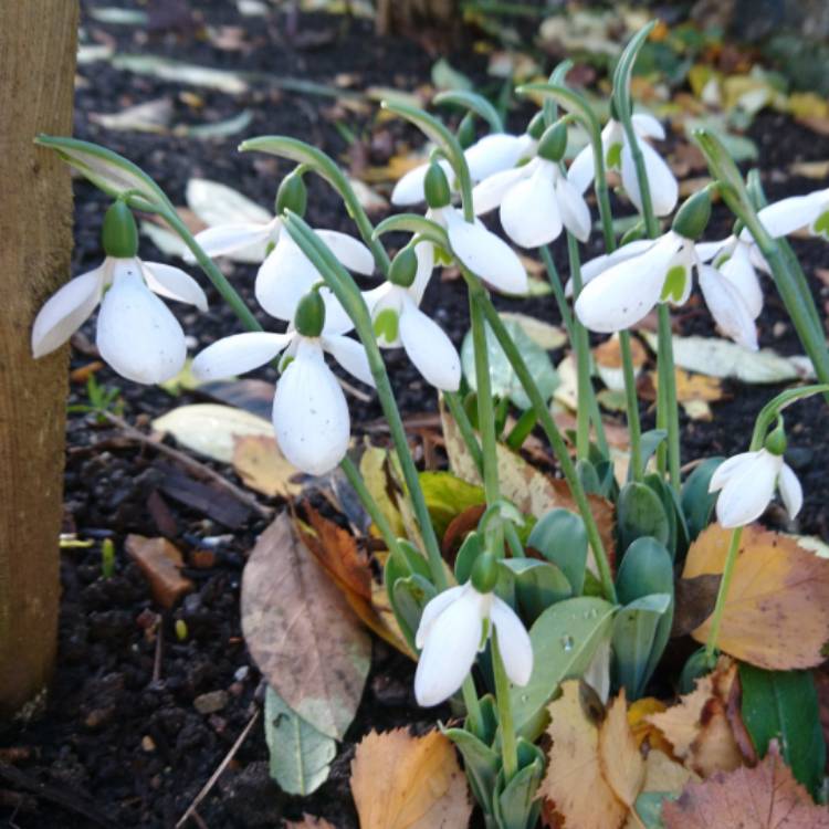 Plant image Galanthus elwesii