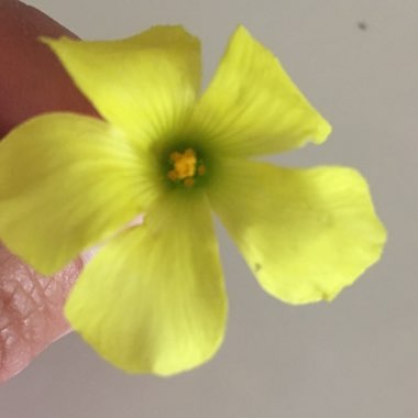 Common Yellow Woodsorrel