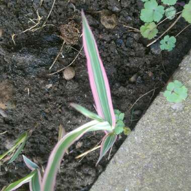 Tradescantia spathacea  syn. Rhoeo spathacea, Rhoeo discolor