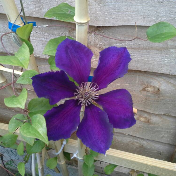 Plant image Clematis 'Gypsy Queen'