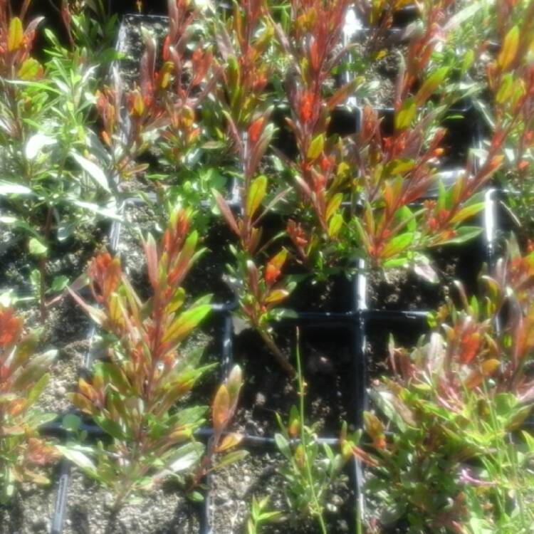 Plant image Oenothera lindheimeri 'Flamingo Pink' syn. Gaura lindheimeri 'Flamingo Pink'