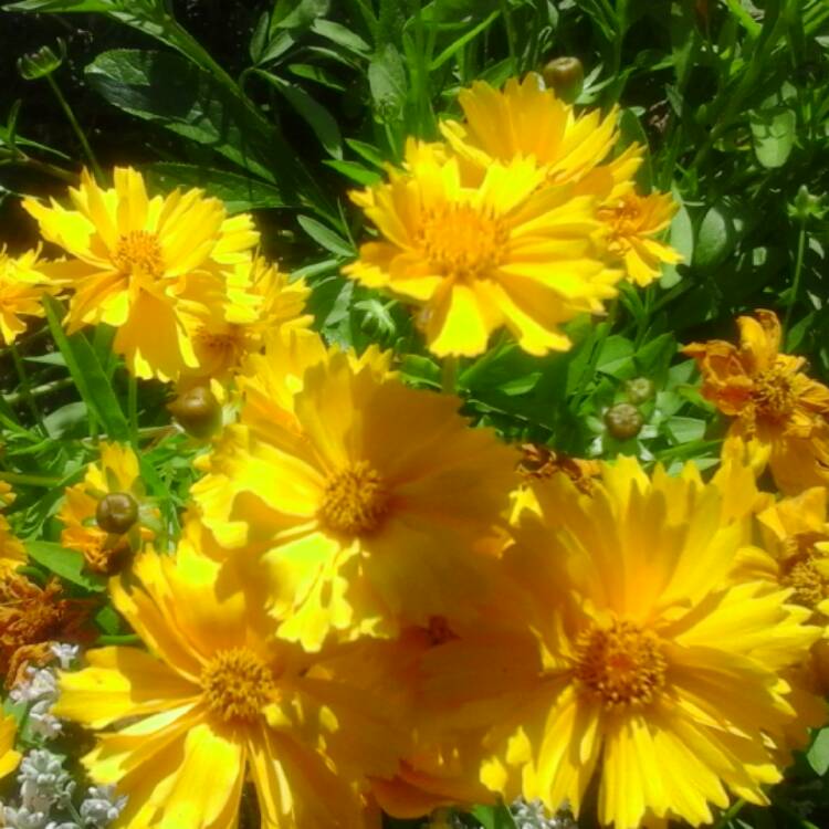 Plant image Coreopsis grandiflora 'Sunray'