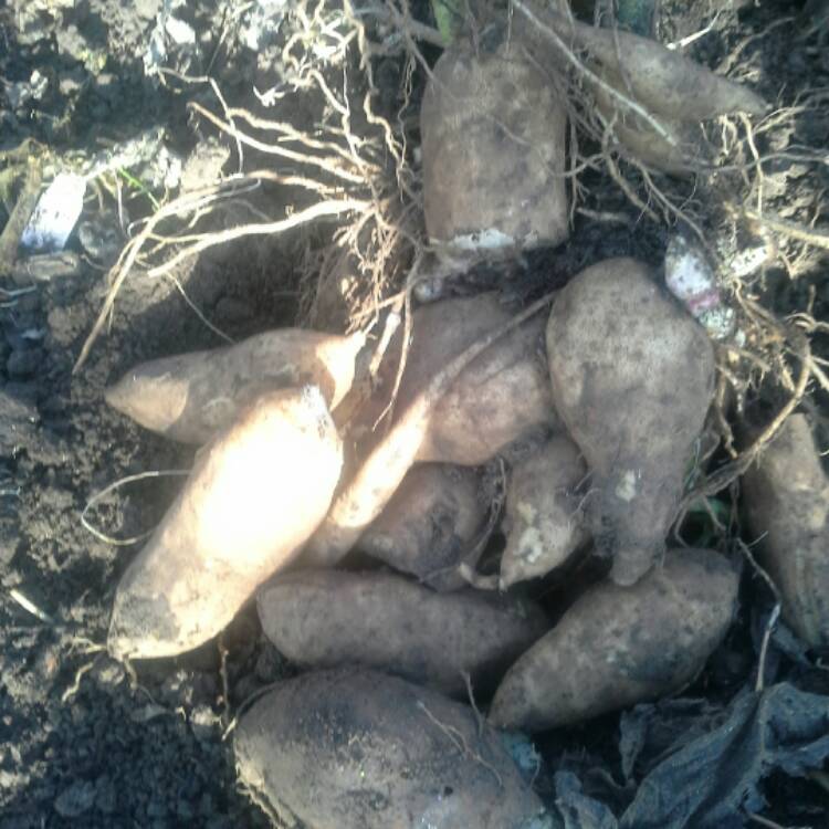 Plant image Smallanthus sonchifolius