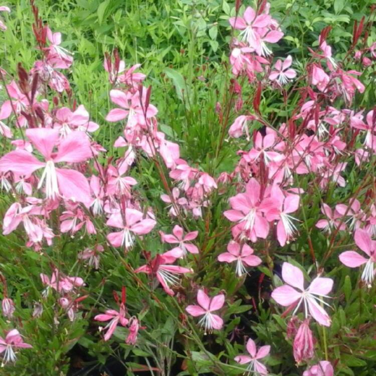 Gaura lindheimeri 'Walberton's Flamingo', Gaura 'Walberton's Flamingo ...