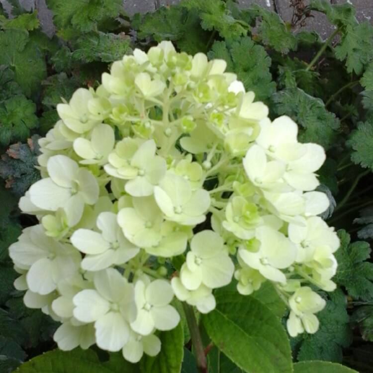 Plant image Hydrangea Paniculata 'Bobo'