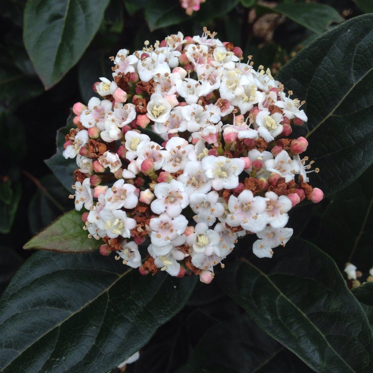 Plant image Viburnum tinus