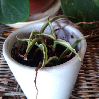 Chlorophytum comosum 'Variegatum'