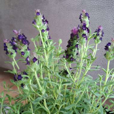 Lavandula stoechas 'Bentley' syn. Lavandula stoechas 'With Love'