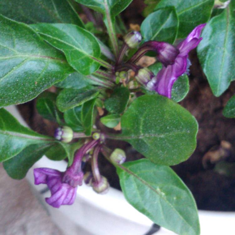 Plant image Capsicum Annuum 'Chenzo'