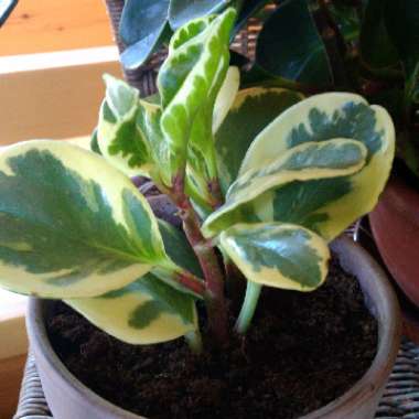 Peperomia obtusifolia 'Variegata'