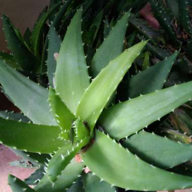 Aloe Brevifolia