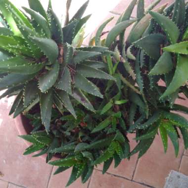 Aloe Brevifolia