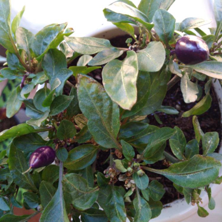 Plant image Capsicum Annuum 'Chenzo'