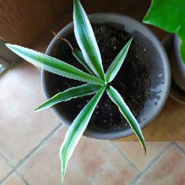 Chlorophytum comosum 'Variegatum'