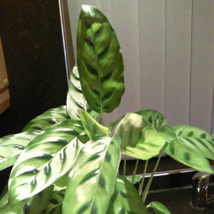 Plant image Calathea Insignis