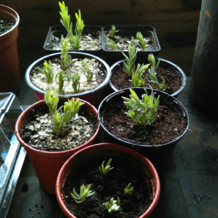 Plant image Lavandula stoechas 'Anouk' (Anouk Series)